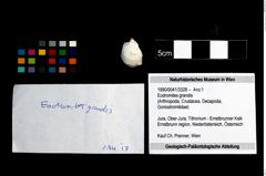 Foto (Objekt + Etikett) von Eodromites grandis  (NHMW-GEO-1990-0041-3328)